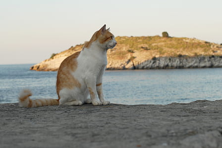 orange and white cat sitting on rock near sea at daytime thumbnail