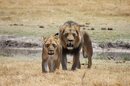 lion and liones standing thumbnail