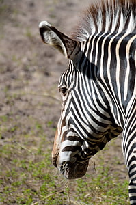 closeup photo of zebra at daytime thumbnail