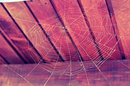 spider web near brown wooden surface thumbnail