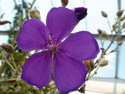 Common Missouri Flower, Purple Flower thumbnail