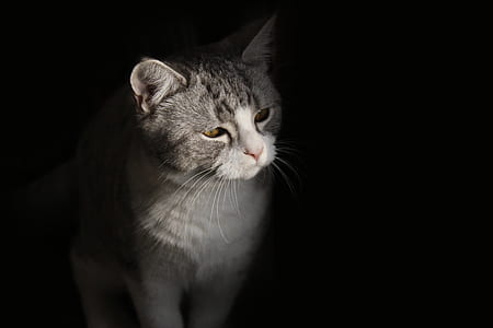 focus photo of gray fur cat with thumbnail