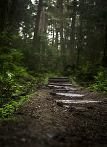 green forest thumbnail
