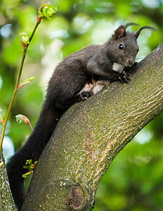 black squirrel on brown wooden trunk thumbnail