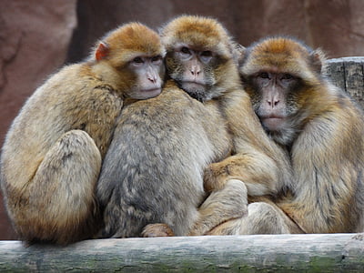 focus photo of three brown monkeys thumbnail