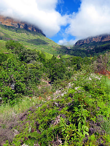 Drakensberg Mountains, Flowers thumbnail