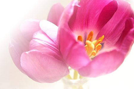 two pink Tulip flower in vase thumbnail