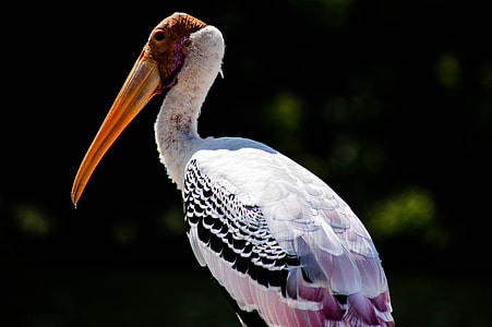 selective focus photography of giant stork thumbnail