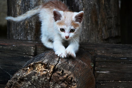 orange tabby cat on wood thumbnail