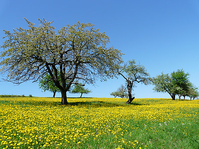 yellow dandelion flower field at daytime thumbnail