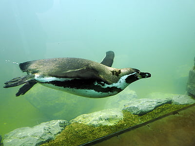 penguin swimming in tank thumbnail