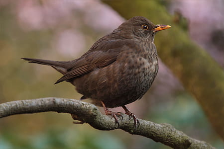 black small beaked bird on tree thumbnail