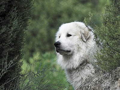 adult white Kuvasz thumbnail