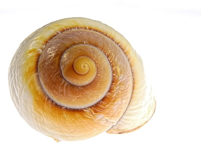 yellow shell with white background thumbnail