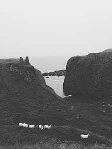 grayscaled photo of white goats thumbnail