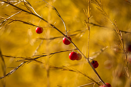 selective focus photography of red cherry fruits thumbnail