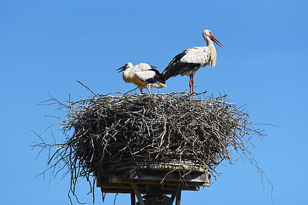 two black-and-white birds standing on nest at daytime thumbnail