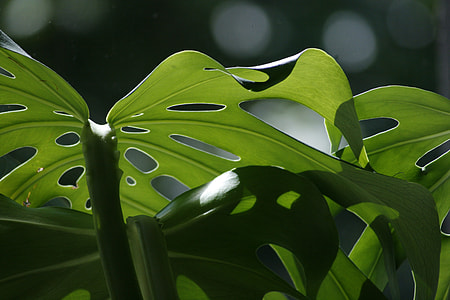 green leaf plant closeup photography thumbnail