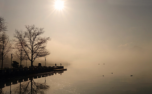 bare tree on dock thumbnail