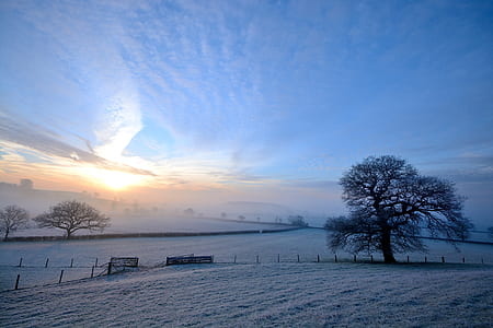 black tree filled with snow thumbnail