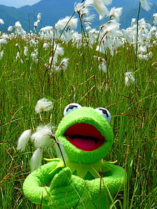 green frog plush toy on green grass thumbnail