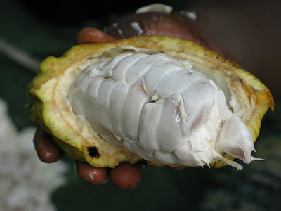 person holding cacao fruit thumbnail