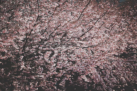 Photo of Cherry Blossoms thumbnail
