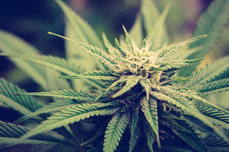 green leafed plant thumbnail