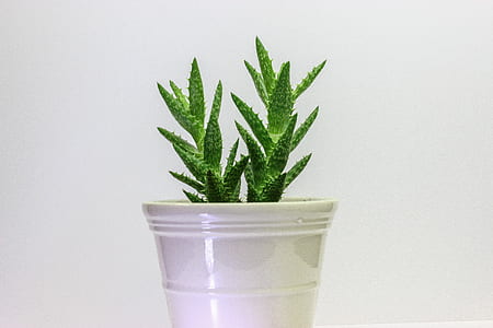 green Aloe Vera plant in pot thumbnail