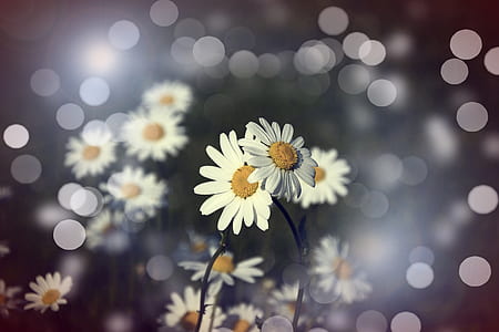 shallow focus photography of daisy flowers thumbnail