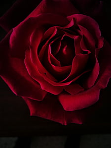red rose flower with black background thumbnail