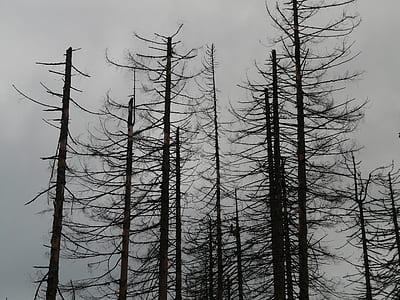 withered trees under dark cloudy sky thumbnail