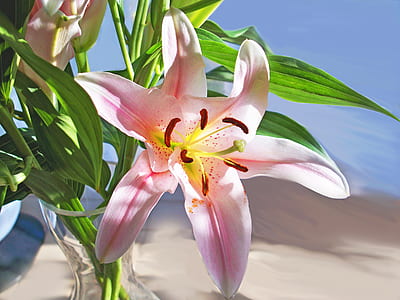 selective focus photography of pink lily flower thumbnail