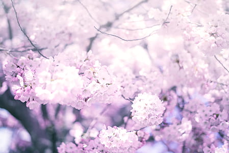 pink petaled flower thumbnail