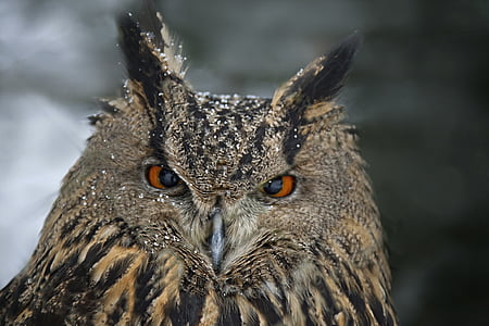 wildlife photography of strix owl thumbnail