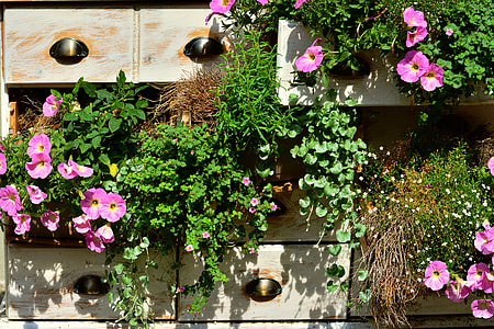 pink petunia flowers thumbnail