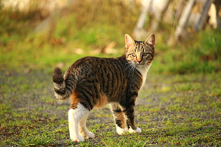 photo of brown tabby cat on grass thumbnail