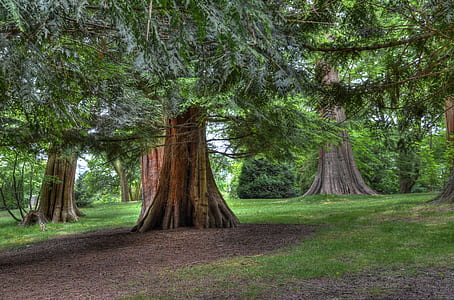 green leafed tree thumbnail