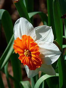 closed up photography of white and orange petaled flower thumbnail
