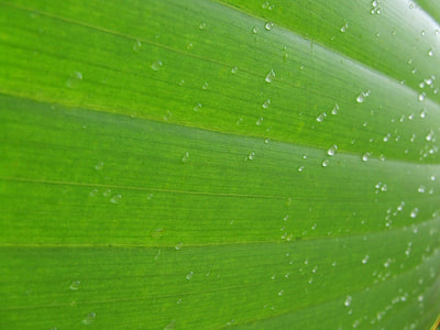 leaf with water drops close-up photography thumbnail