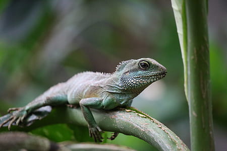 green iguana perching on tree branch thumbnail