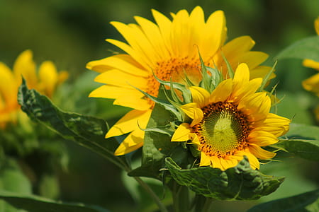 selective focus photography of yellow sunflowers thumbnail