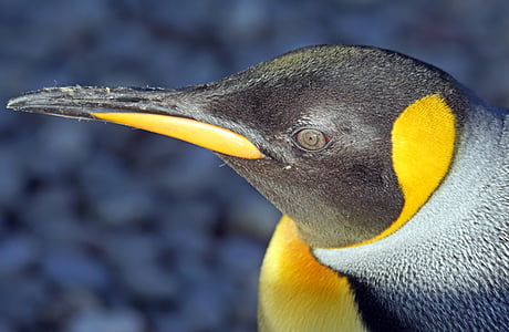 close-up photo of penguin thumbnail