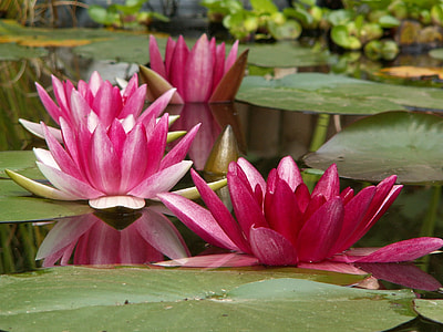 selective focus photo of pink Lotus flower thumbnail