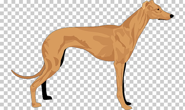 Italian Greyhound Whippet Spanish Greyhound Sloughi Sugar Png