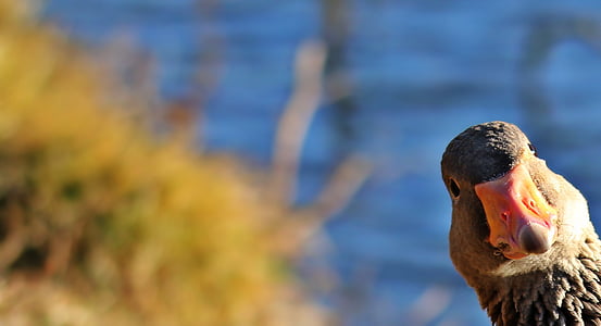gray duck close-up photography thumbnail