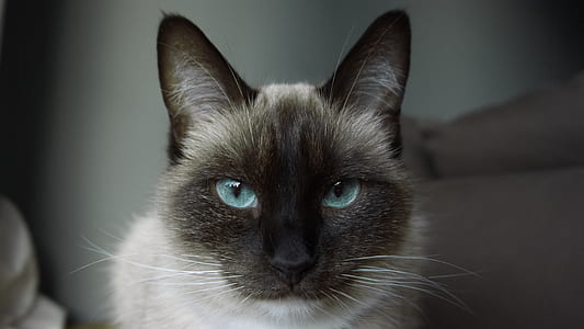 white and gray cat thumbnail