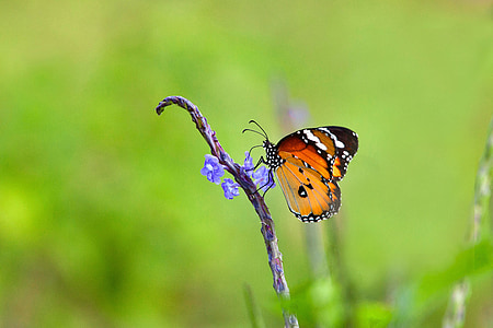shallow focus photography of brown butterfly thumbnail