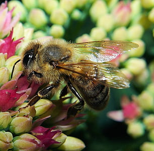 Macro Photography of Black and Yellow Bee thumbnail