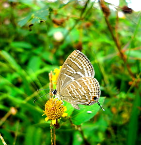 yellow and white butterfly perched on yellow flower selective focus photography thumbnail